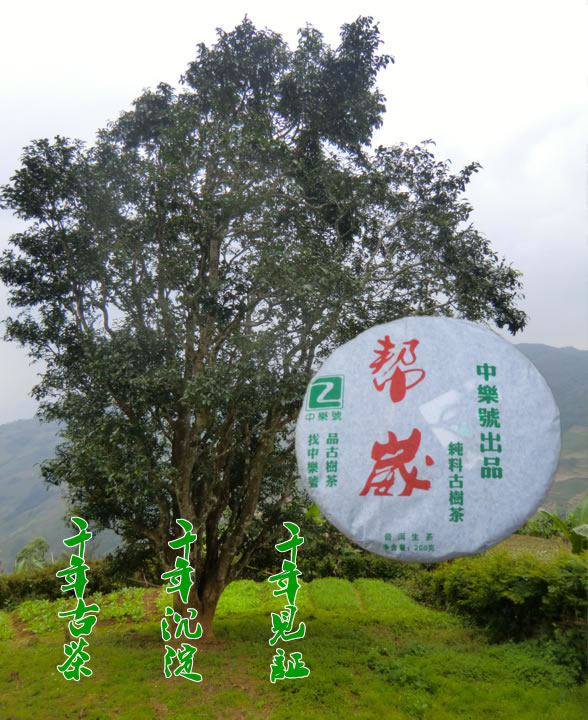 帮崴纯料古树茶